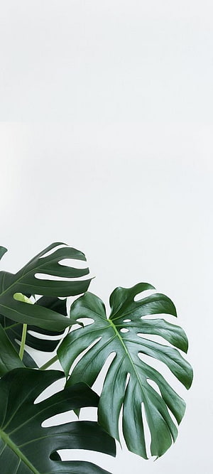 Monstera Deliciosa Leaves on White Minimalist Background HD phone wallpaper