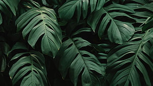 Dark Monstera Leaves Pattern for Tropical Jungle Background HD wallpaper