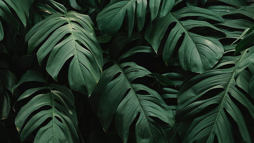 Dark Monstera Leaves Pattern for Tropical Jungle Background HD wallpaper
