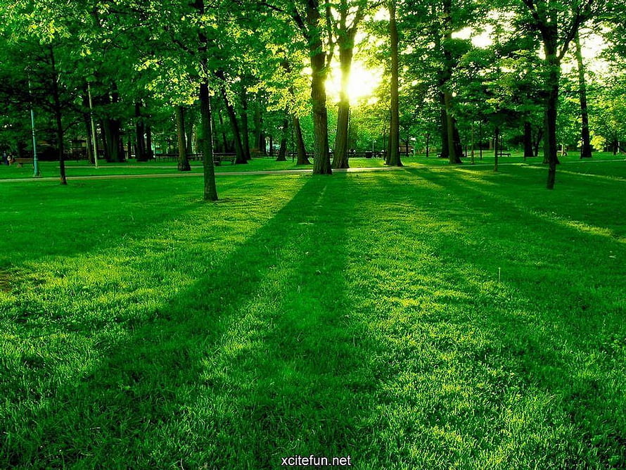 Sunlit Park Lawn with Tall Trees and Long Shadows in Summer HD wallpaper