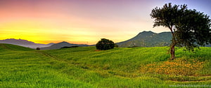 Vast Green Meadow at Sunset with Rolling Hills and a Solitary Tree HD wallpaper