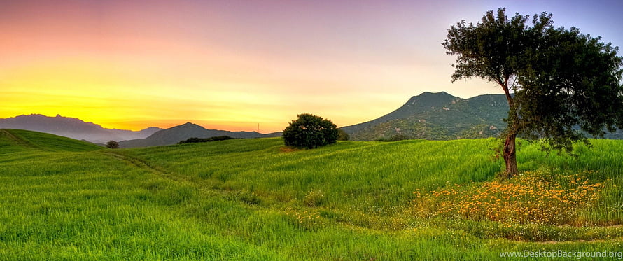 Vast Green Meadow at Sunset with Rolling Hills and a Solitary Tree HD wallpaper