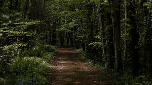 Mossy Dirt Trail Winding Through a Dense and Shadowy Woodland HD wallpaper