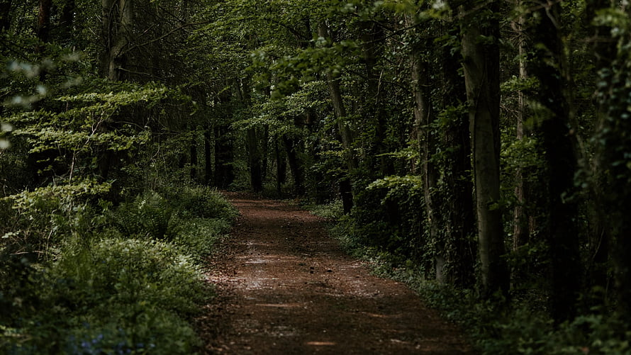 Mossy Dirt Trail Winding Through a Dense and Shadowy Woodland HD wallpaper