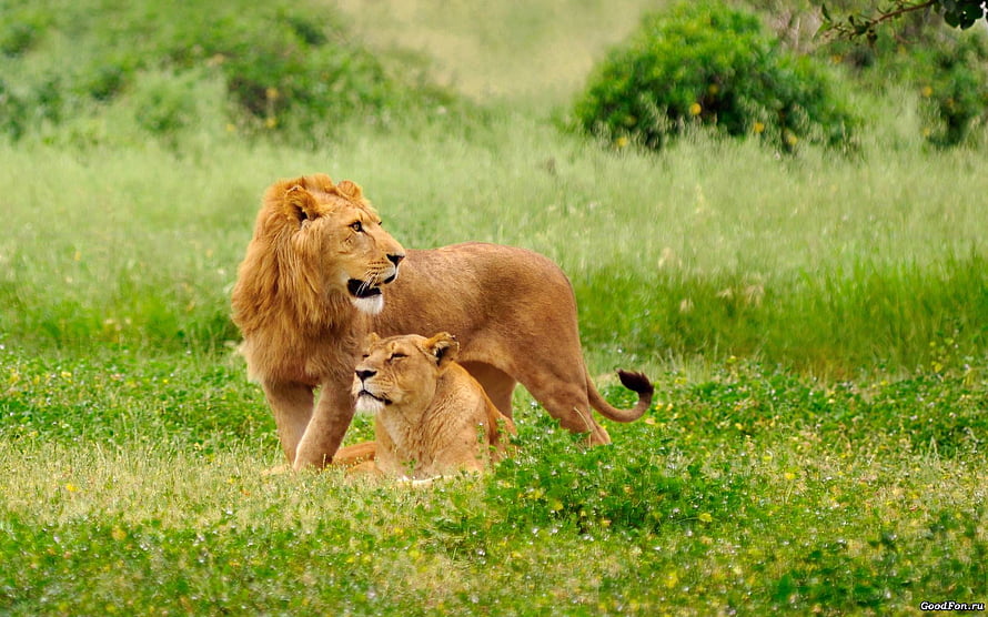 Majestic Male and Female Lions Resting Together in Lush Green Savanna Grassland HD wallpaper
