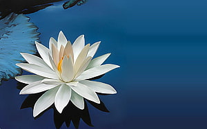 White Lotus Flower Floating on Deep Blue Water with Lily Pad HD wallpaper