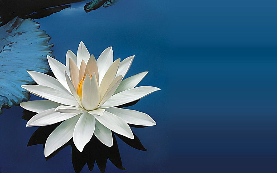 White Lotus Flower Floating on Deep Blue Water with Lily Pad HD wallpaper