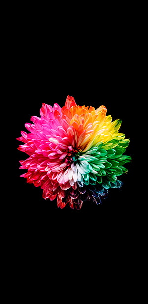 Vibrant Rainbow Chrysanthemum Flower on Black Background HD phone wallpaper