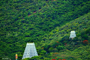 Tirumala Hills Temple Gopurams Amidst Lush Green Forested Slopes in Tirupati HD wallpaper