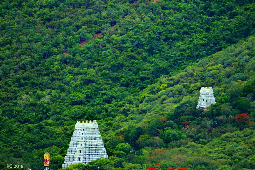 Tirumala Hills Temple Gopurams Amidst Lush Green Forested Slopes in Tirupati HD wallpaper