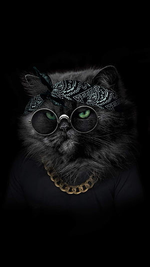 Stylish Black Persian Cat Wearing Round Glasses and a Patterned Bandana HD phone wallpaper