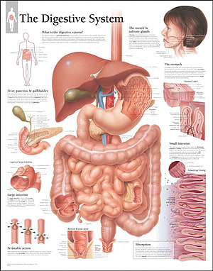 Anatomical Diagram of the Human Digestive System with Labeled Organs and Intestinal Layers HD phone wallpaper