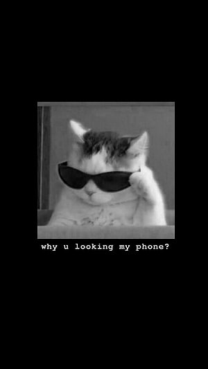 Savage Cat Wearing Sunglasses Black and White Meme Wallpaper HD phone wallpaper