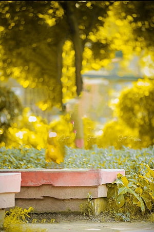 Sunlit Park Bench with Golden Bokeh Foliage and Soft Focus Background HD phone wallpaper