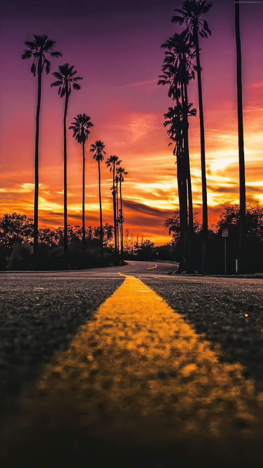 Palm Tree Silhouettes Lining a Desert Road at Vibrant Sunset HD phone wallpaper