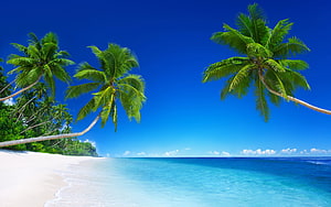 Tropical Paradise with Leaning Palm Trees and Turquoise Ocean Waters HD wallpaper