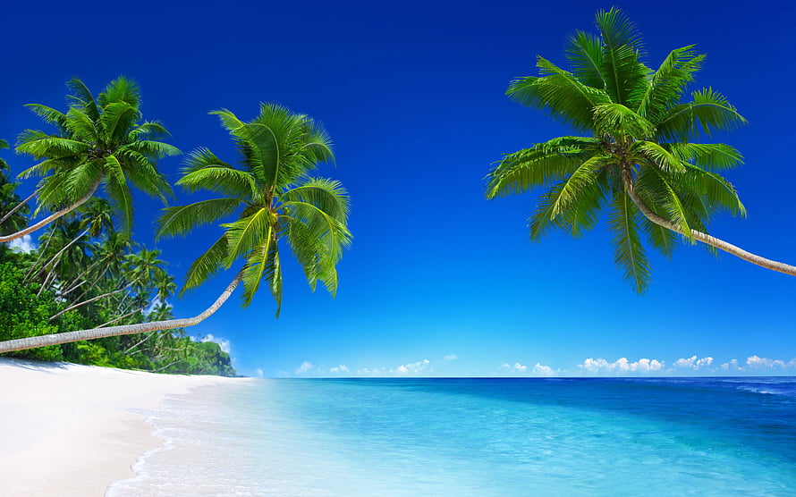 Tropical Paradise with Leaning Palm Trees and Turquoise Ocean Waters HD wallpaper