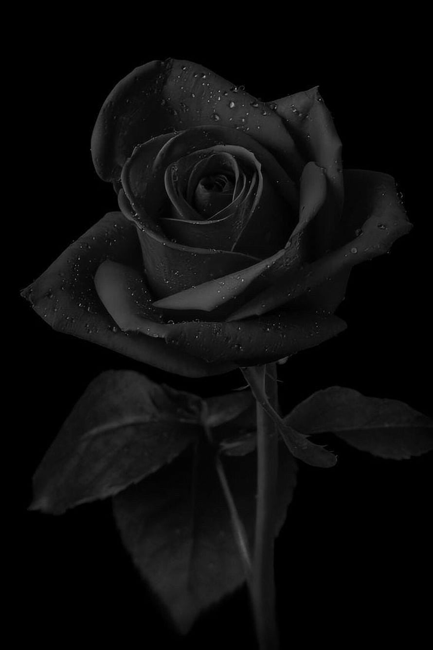 Black Rose with Water Droplets on Dark Background HD phone wallpaper