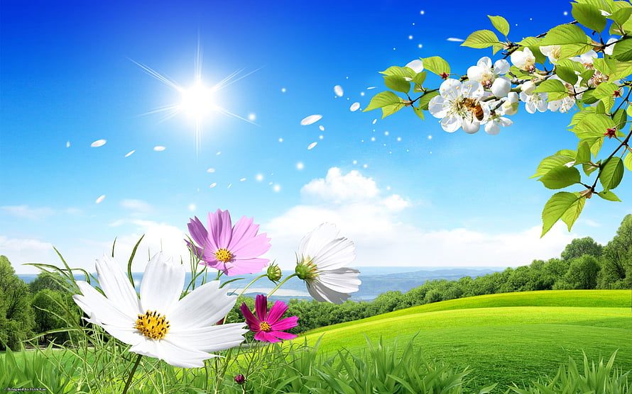 Vibrant Spring Meadow With Cosmos Flowers And Blossoming Branch Under Bright Sun HD wallpaper