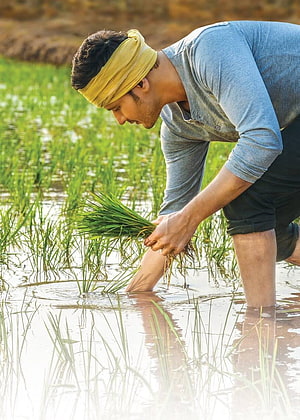 Mahesh Babu planting rice seedlings in a flooded paddy field wearing a yellow headband HD phone wallpaper