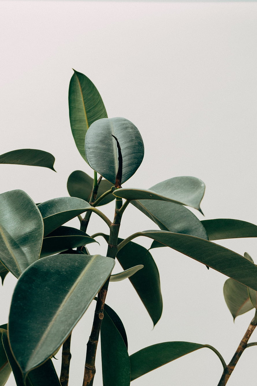 Minimalist Ficus Elastica Houseplant with Glossy Green Leaves Against a Soft White Background HD phone wallpaper