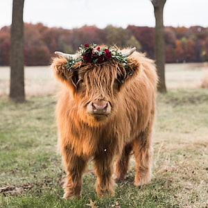 Fluffy Highland Calf Wearing a Floral Crown in an Autumn Meadow HD phone wallpaper
