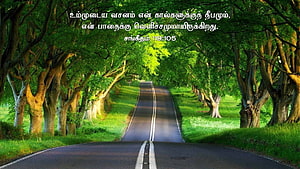 Serene Tree-Lined Country Road with Lush Green Canopy and Sunlit Pathway HD wallpaper
