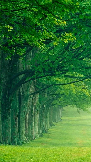 Misty Green Tree Tunnel Path in a Lush Summer Forest HD phone wallpaper
