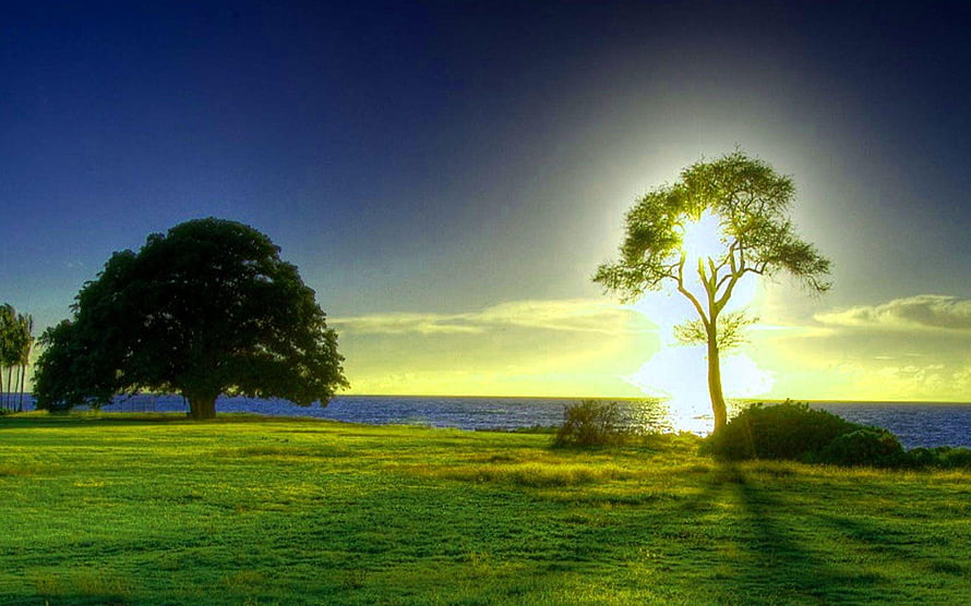 Serene Coastal Sunrise Landscape With Silhouetted Trees And Green Meadow HD wallpaper