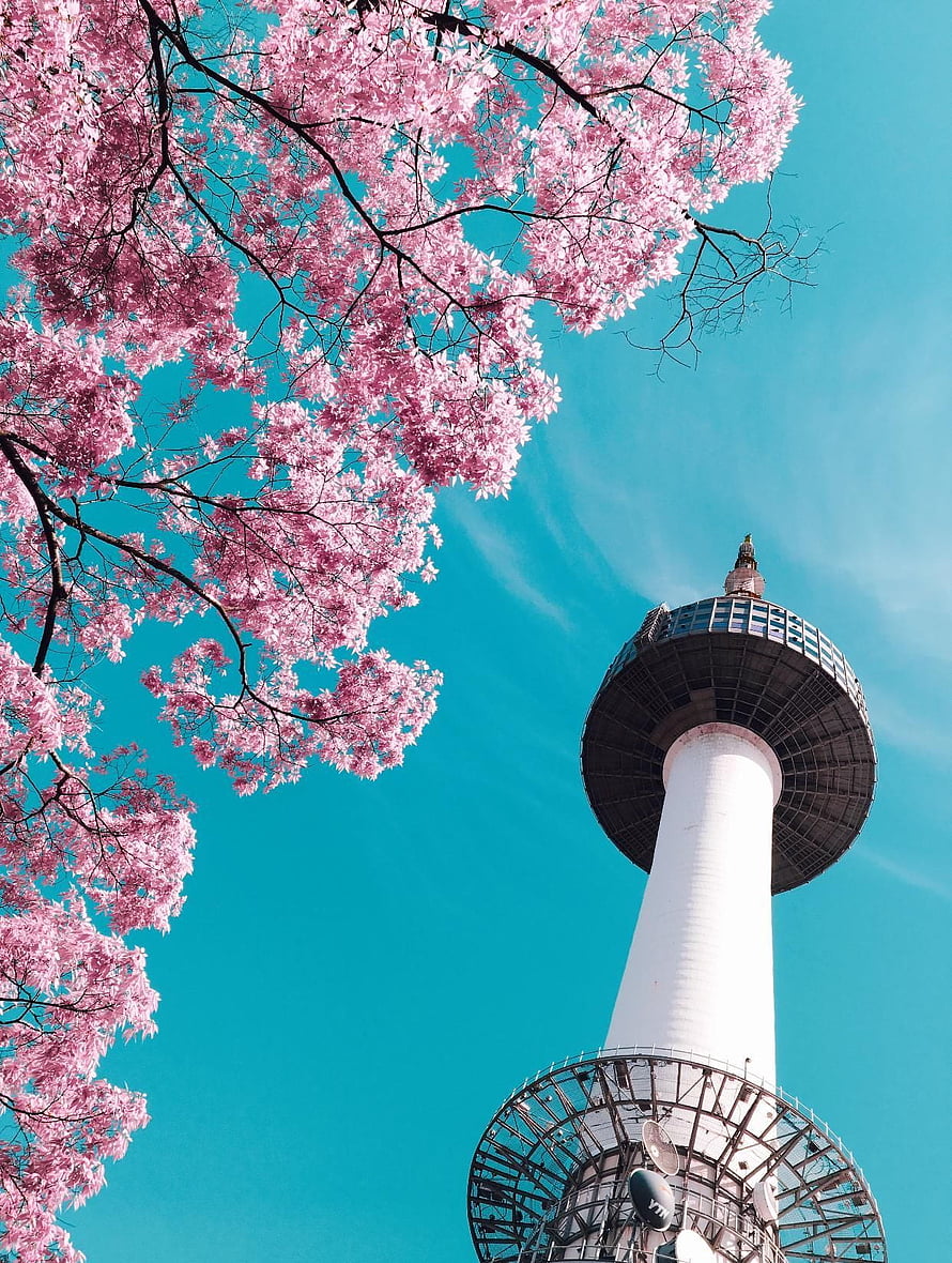 N Seoul Tower framed by blooming cherry blossoms against a vivid blue sky in South Korea HD phone wallpaper