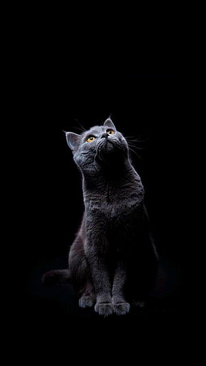 Elegant Blue British Shorthair Cat with Golden Eyes on Black Background HD phone wallpaper