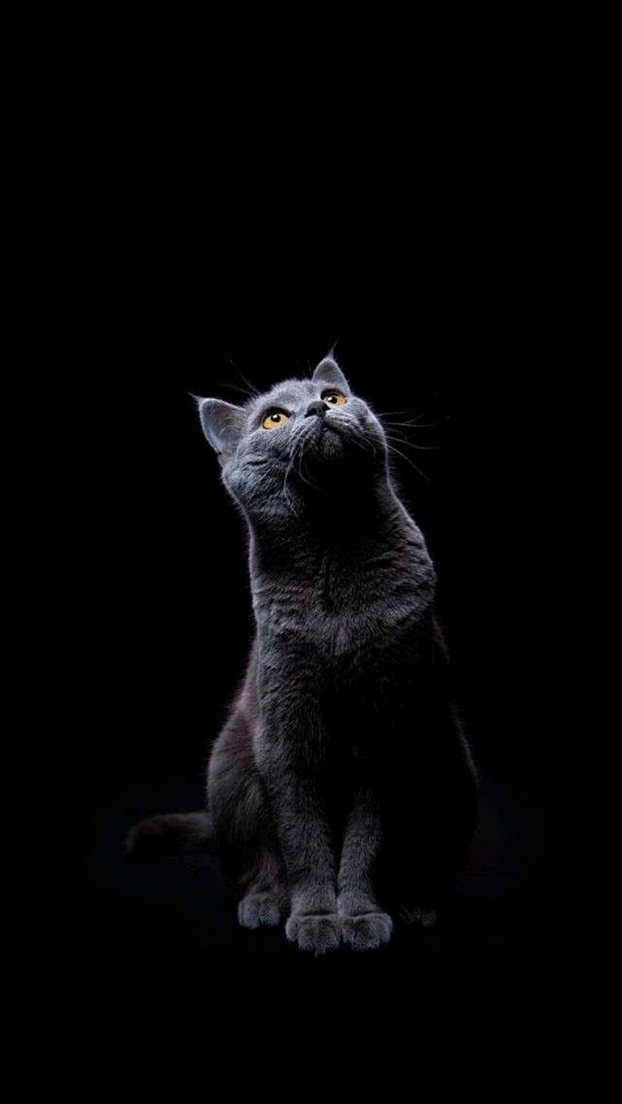 Elegant Blue British Shorthair Cat with Golden Eyes on Black Background HD phone wallpaper