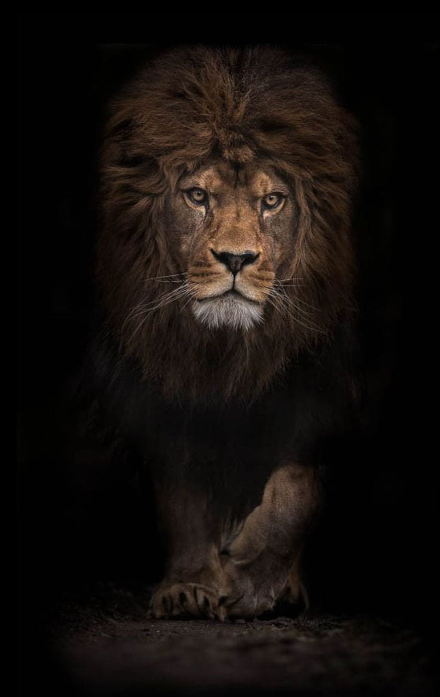 Majestic Male Lion Portrait with Dark Mane Against Black Background HD phone wallpaper