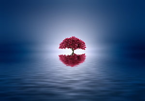 Lone Red Tree on a Misty Lake at Dusk HD wallpaper