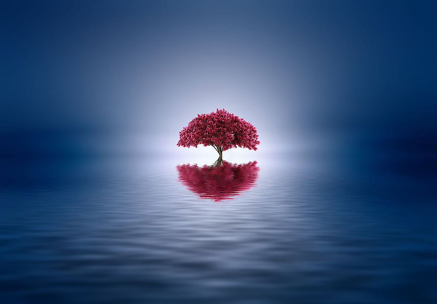 Lone Red Tree on a Misty Lake at Dusk HD wallpaper