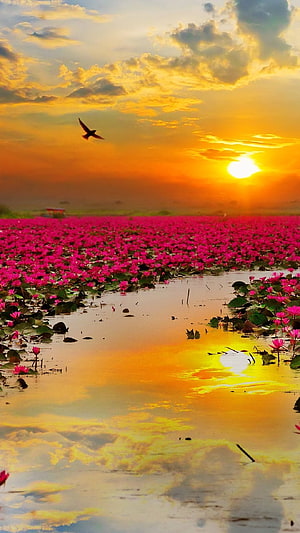 Vast Pink Lotus Pond at Golden Sunrise with Bird in Flight HD phone wallpaper