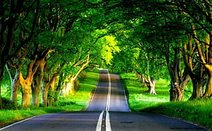 Serene Tree-Lined Country Road with Lush Green Canopy and Sunlit Path HD wallpaper