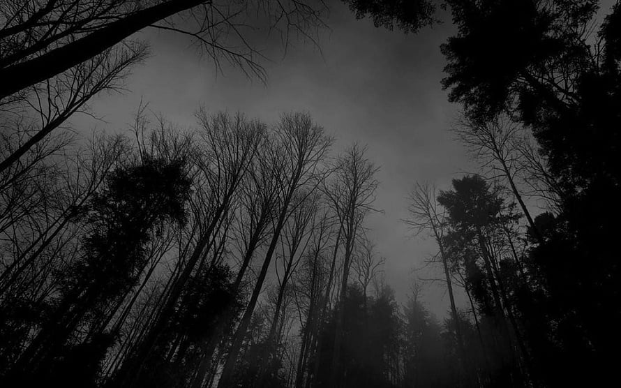 Eerie Silhouetted Forest Under a Dark Misty Sky HD wallpaper